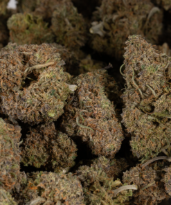 Mimosa (AAA) - Image 4