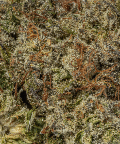 Comatose (AAA+) - Image 4