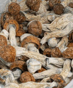 Penis Envy Mushrooms - Image 4