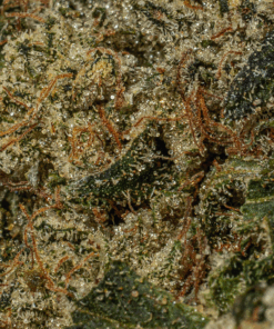 Da Funk (AAAA) - Image 4