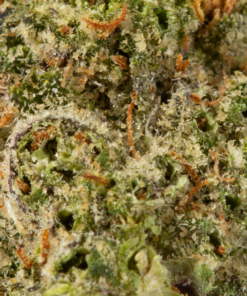 Peach Crescendo (AA+) - Image 5
