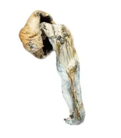 A-One Mushrooms - Penis Envy - Image 2