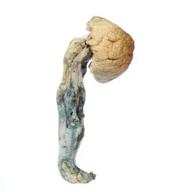 A-One Mushrooms - Penis Envy - Image 3