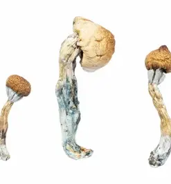 A-One Mushrooms - Penis Envy - Image 1