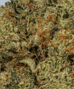 Gorilla Pink (AAA+) - Image 4