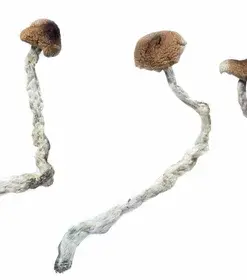 A-One Mushrooms - Mazatapec - Image 2