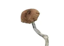 A-One Mushrooms - Mazatapec - Image 1