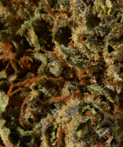 Romulan (AA) - Image 4
