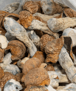 Tidal Wave Mushrooms - Image 4