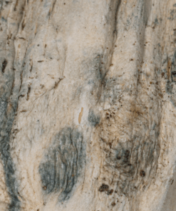 GC Thrashers Mushrooms - Image 3