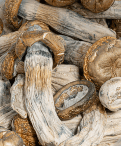 GC Thrashers Mushrooms - Image 4