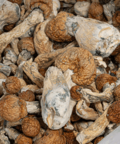 Trinity Mushrooms - Image 4
