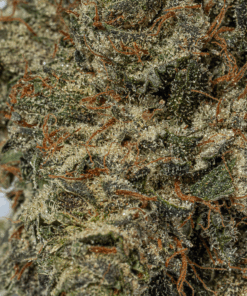 Purple Aurora (AAA+) - Image 4