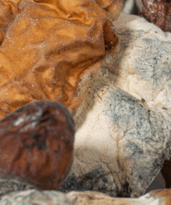 Vietnamese Mushrooms - Image 4