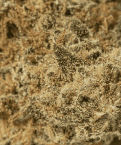 Grape God (AAA) - Image 5