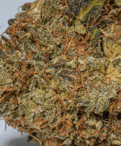 Island Sweet Skunk (AA) - Image 5
