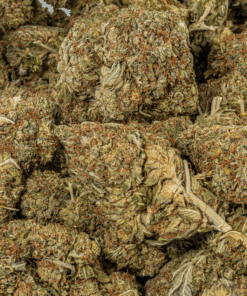 Island Sweet Skunk (AA) - Image 4