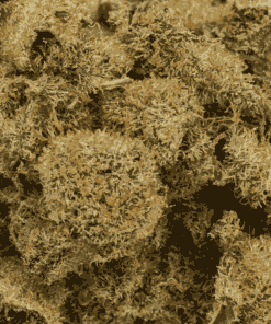 Lemon Skunk (AA) - Image 5
