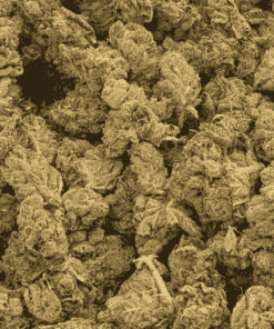 Lemon Skunk (AA) - Image 4