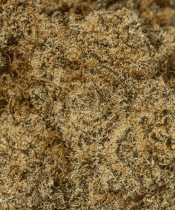 Monster Berry  (AA+) - Image 5