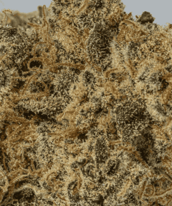 Nuken (AA+) - Image 5