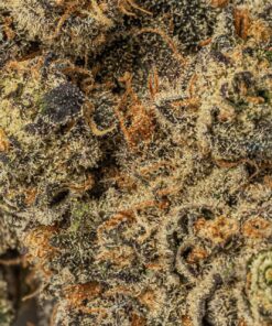 Purple Wookie (AAA+) - Image 5