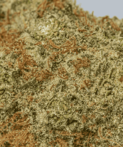 Raspberry Parfait (AA+) - Image 5