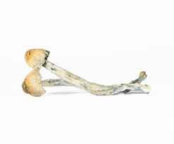 A-One Mushrooms - B Plus - Image 1
