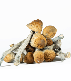 A-One Mushrooms - B Plus - Image 2