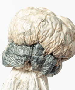 Albino Penis Envy (A.P.E) Mushrooms - Image 6