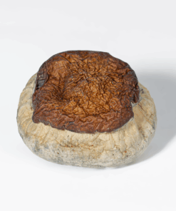 Bluey Vuitton Mushrooms - Image 2