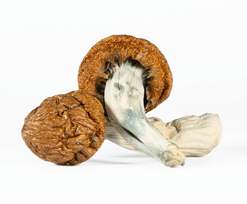 A-One Mushrooms - Golden Emperor - Image 1
