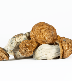 A-One Mushrooms - Golden Emperor - Image 2