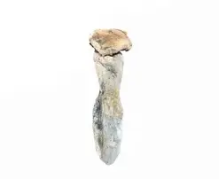 A-One Mushrooms - Golden Mammoth - Image 1