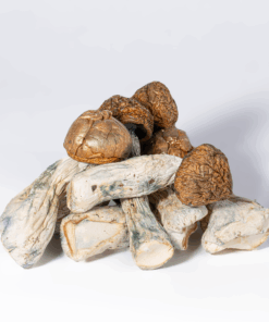 Penis Envy Mushrooms - Image 2