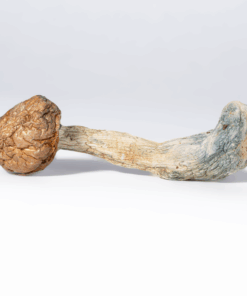 Penis Envy Mushrooms - Image 1