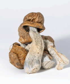 Tidal Wave Mushrooms - Image 2