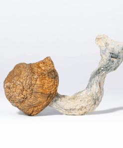 Tidal Wave Mushrooms - Image 1