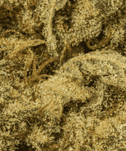 Cat Piss (AAA) - Image 5