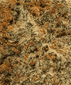 Cookies and Cream (AAA) - Image 5