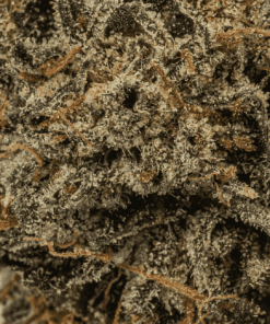 Dank Schrader (AAAA) - Image 5