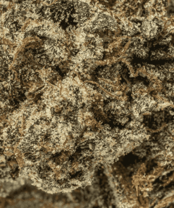 El Chivo (AAA+) - Image 5