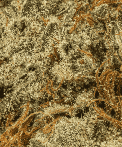 Frosty (AA+) - Image 5