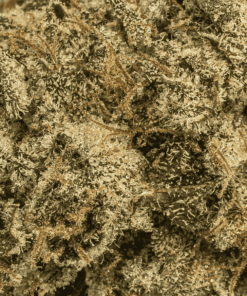 Island Pink Kush (AAA) - Image 5