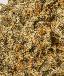 Jack Herer (AA) - Image 5