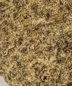 Slapz (AAA+) - Image 5