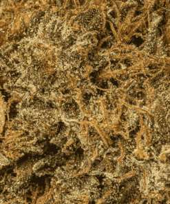 Super Kush (AA) - Image 5