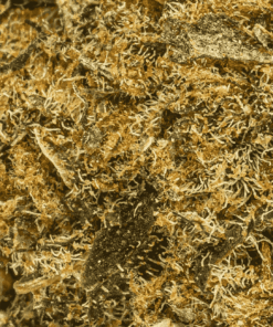 Agent Orange (AA) - Image 5