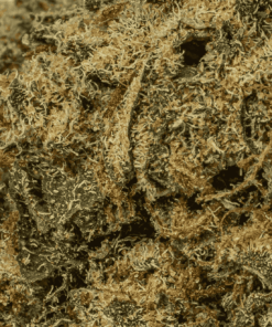 Banana Cream (AA+) - Image 5
