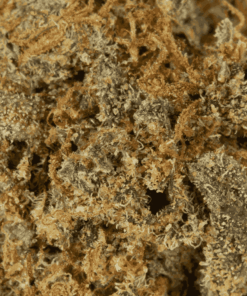 Black Diamond (AA) - Image 6